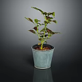 Indoor Plant in Blue Pot with Green and Purple Leaves on Dark Background