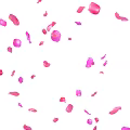 Beautiful Pink Flower Petals Softly Falling in the Air Creating Romantic Atmosphere
