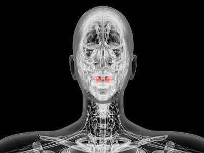 Modern tonsil inflammation light human tonsil inflammation 3d model