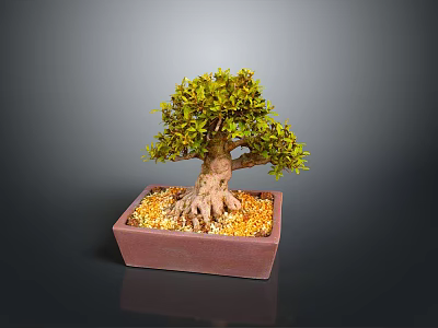Decorative Bonsai Plant With Exposed Roots Green Foliage And Yellow Pebbles In Square Clay Pot 3d model