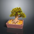 Decorative Bonsai Plant With Exposed Roots Green Foliage And Yellow Pebbles In Square Clay Pot