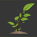 Green Plant With Large Fresh Leaves Growing In Sandy Soil Against Dark Gradient Background