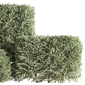 Well Trimmed Square Shaped Landscape Shrubs With Green And Brown Decorative Balls