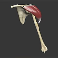 3D Anatomical Model of Human Hip Joint Showing Bone and Muscle Structure
