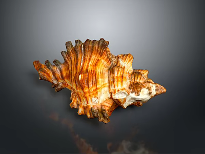 Intricate Brown And White Striped Conch Shell With Textured Spiral Structure On Dark Reflective Surface 3d model