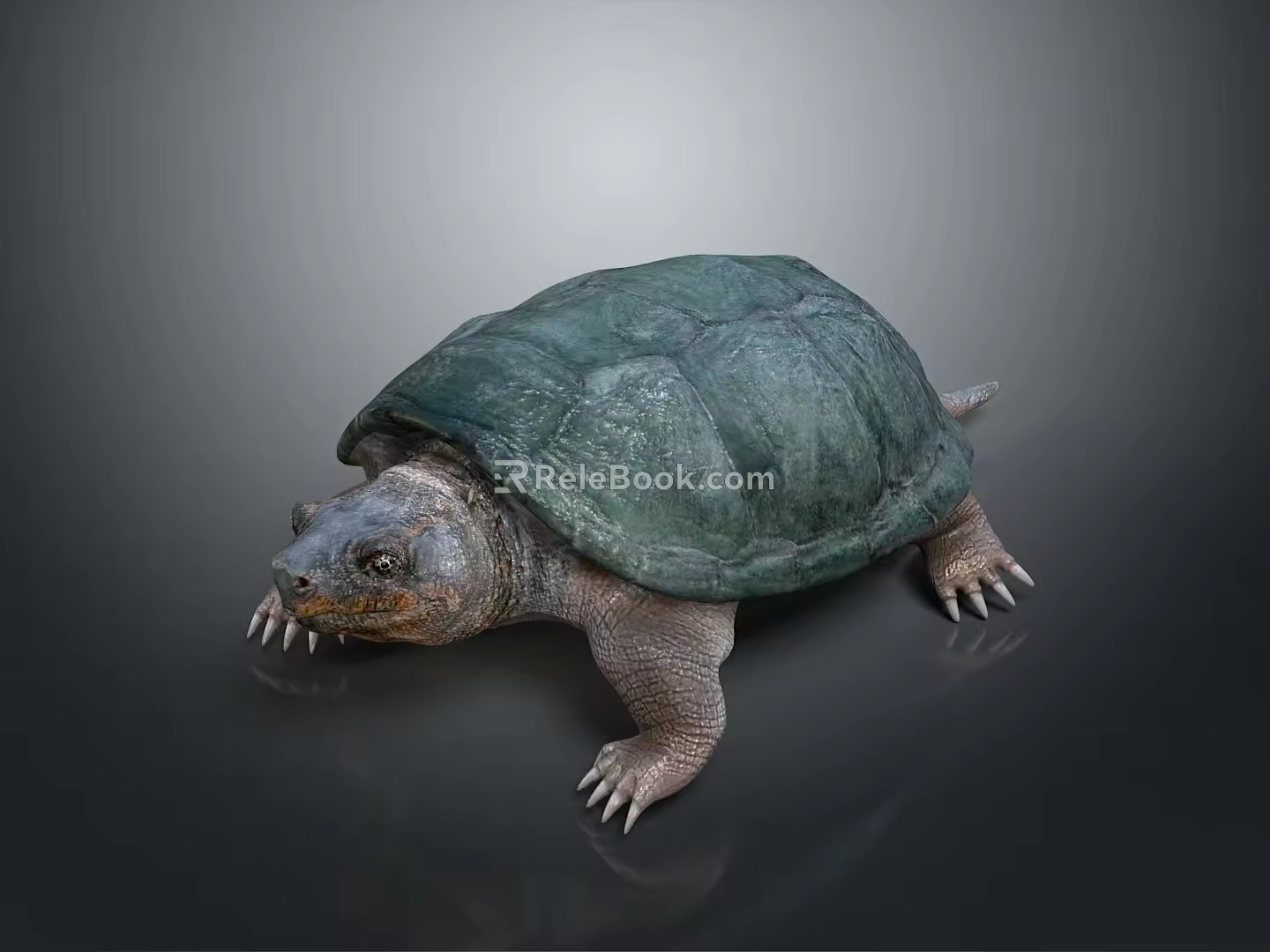 Turtle Cartoon Turtle Snapping Turtle Chickbill Turtle Reptile Cold Blooded Animal Reptile Class 3d model