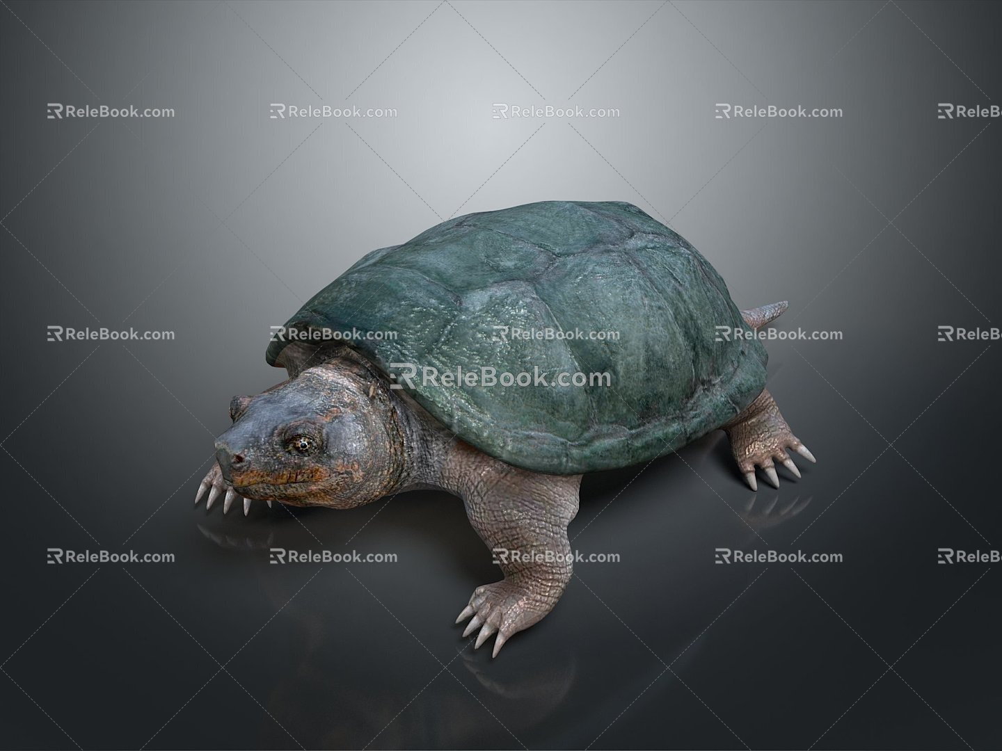 Turtle Turtle Cartoon Turtle Snapping Turtle Chickbill Turtle Reptile Cold Blooded Animal Reptile Reptile Class 3d model