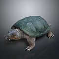 Turtle Cartoon Turtle Snapping Turtle Chickbill Turtle Reptile Cold Blooded Animal Reptile Class 3d model