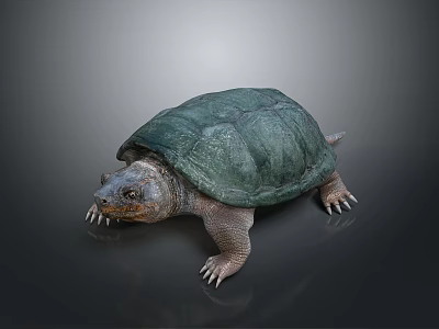 Turtle Cartoon Turtle Snapping Turtle Chickbill Turtle Reptile Cold Blooded Animal Reptile Class 3d model