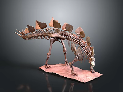 Stegosaurus Dinosaur Skeleton Model With Back Plates And Detailed Structure 3d model