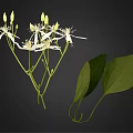 Fresh Plant With White Flowers And Green Leaves On Natural Branches