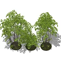 Ornamental Shrubs With Green Foliage Slender Stems Clustered Growth And Different Heights