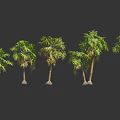 Various Form Palm Trees With Different Trunks And Green Leaves 3d model