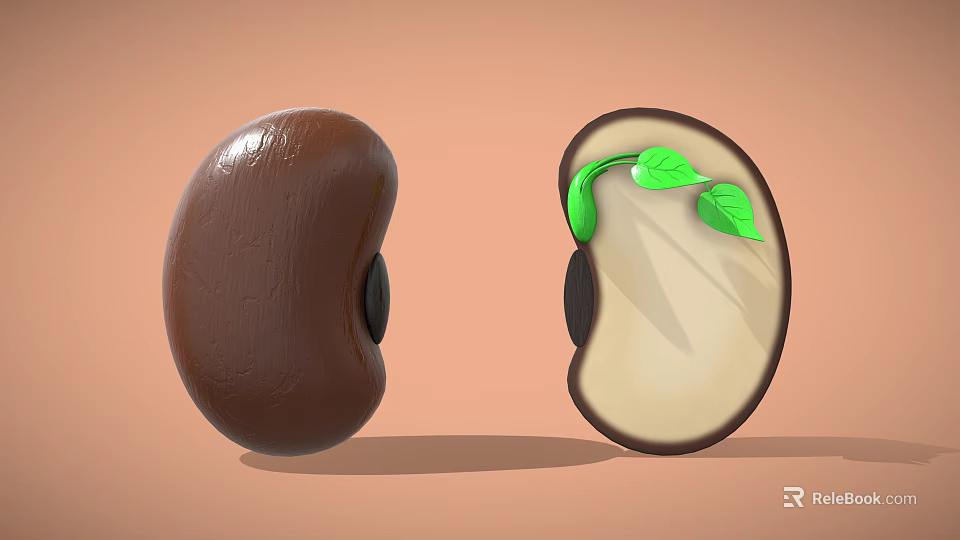 Whole Brown Bean and Split Germinating Bean with White Interior Green Sprout and Leaves 3d model 