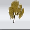Tall Weeping Willow Tree With Yellow Drooping Branches Brown Trunk And Shadow
