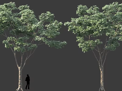 Two Tall Trees With Lush Green Foliage And Human Silhouette Showcasing Natural Height 3d model