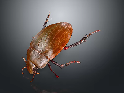 Close Up View Of Brown Beetle With Smooth Shell And Six Legs On Dark Background 3d model