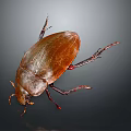 Close Up View Of Brown Beetle With Smooth Shell And Six Legs On Dark Background