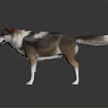Realistic Wolf 3D Model Showcasing Detailed Fur and White Paws in Standing Pose