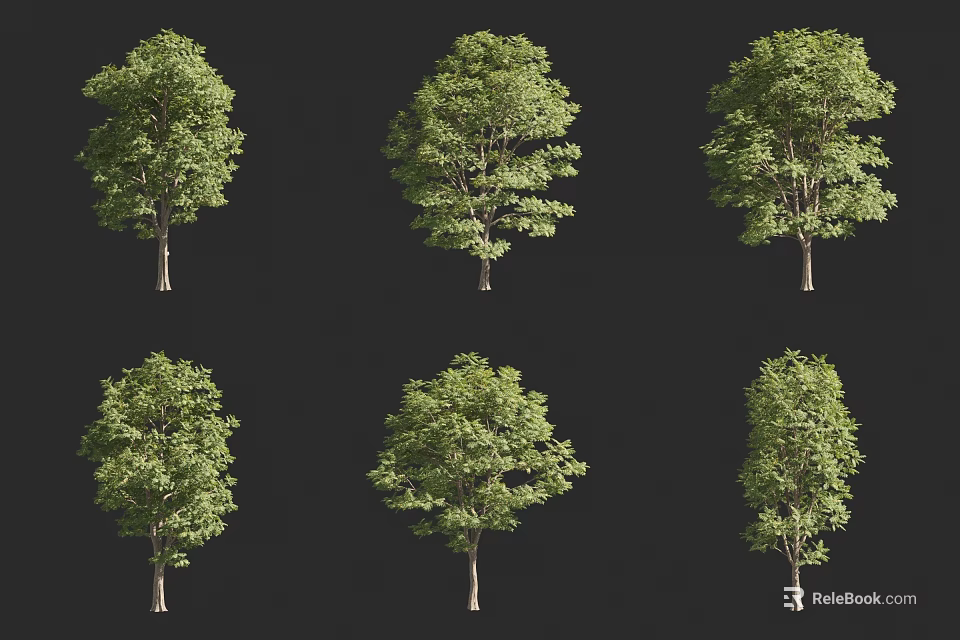 Arbor Trees Showcasing Lush Green Foliage And Natural Form From Different Angles 3d model 