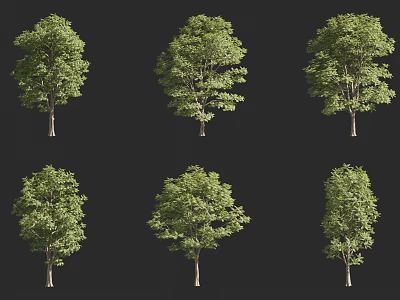 Arbor Trees Showcasing Lush Green Foliage And Natural Form From Different Angles 3d model