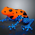 Vibrant Colorful Frog Displaying Orange Body Black Spots And Blue Legs