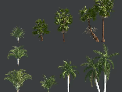 Tropical Palm Trees in Various Species and Shapes for Garden Landscape Design Projects 3d model