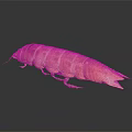 Vibrant Pink and Orange Mantis Shrimp with Segmented Body on Dark Background and Reflection