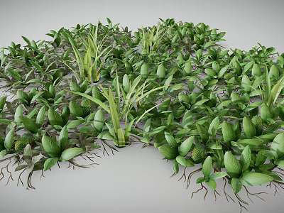Lush Green Plants With Vibrant Leaves And Exposed Roots Growing Densely Together 3d model