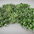 Lush Green Plants With Vibrant Leaves And Exposed Roots Growing Densely Together