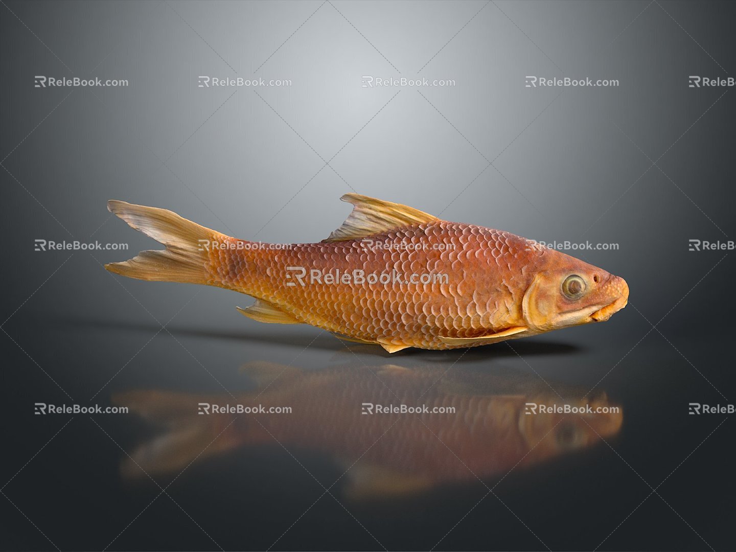 Catfish Carp Sturgeon Bass Freshwater Fish Various Carp Grass Carp Crucian Carp 3d model