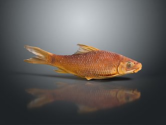 Catfish Carp Sturgeon Bass Freshwater Fish Various Carp Grass Carp Crucian Carp 3d model