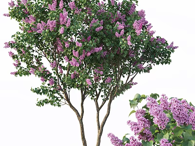 Lilac Tree With Abundant Purple Blossoms And Lush Green Leaves 3d model