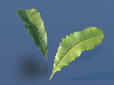 Fresh Green Leaves With Serrated Edges And Prominent Veins On Blue Background 3d model