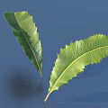 Fresh Green Leaves With Serrated Edges And Prominent Veins On Blue Background
