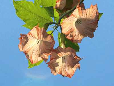 Beautiful Pink Datura Flowers With Green Leaves Against Clear Blue Sky 3d model