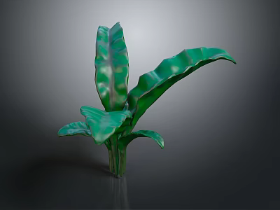 Green Leafy Plant With Large Wavy Leaves And Prominent Veins For Indoor Decor 3d model