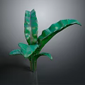 Green Leafy Plant With Large Wavy Leaves And Prominent Veins For Indoor Decor