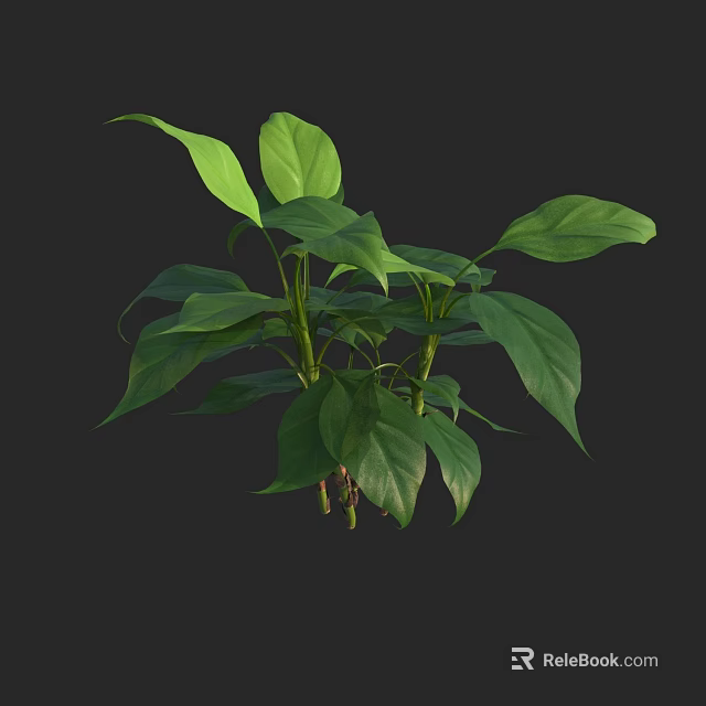 Lush Green Houseplant With Vibrant Leaves And Tall Stems For Indoor Decor 3d model 