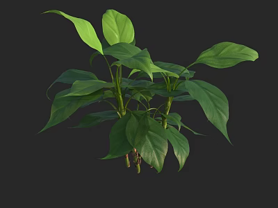Lush Green Houseplant With Vibrant Leaves And Tall Stems For Indoor Decor 3d model