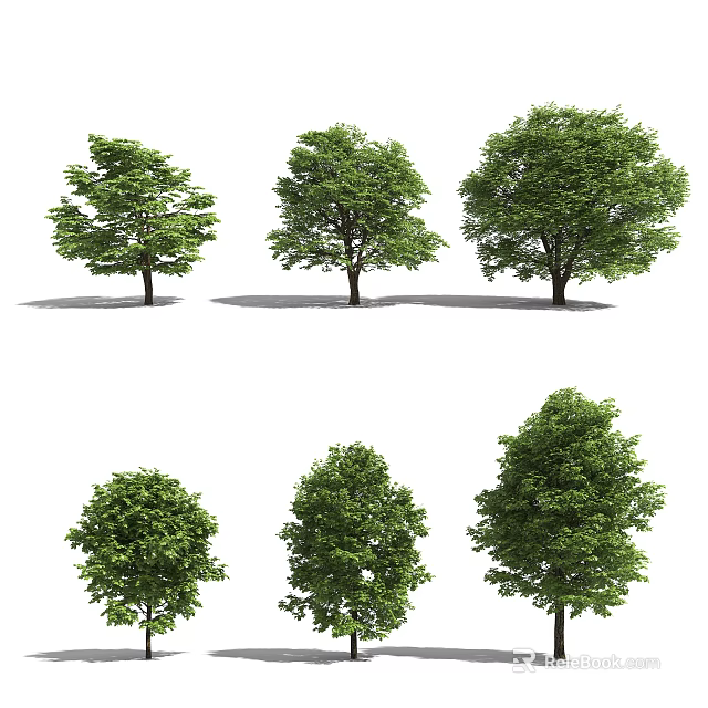 Various Green Arbor Trees With Different Canopy Shapes And Lush Foliage 3d model