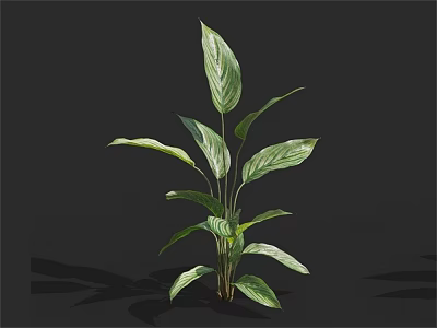 Lush Green Leafy Plant With Broad White Striped Leaves Against Black Background 3d model