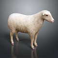Realistic White Sheep With Fluffy Wool Standing On Dark Background 3d model