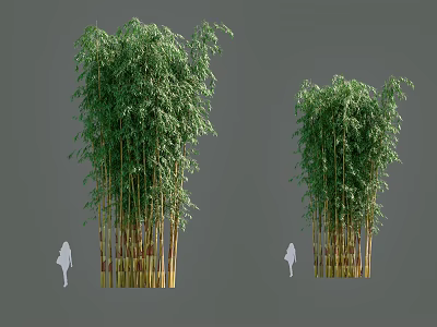 Tall Lush Bamboo Plants With Green And Yellow Stalks And Dense Leaves 3d model