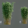 Tall Lush Bamboo Plants With Green And Yellow Stalks And Dense Leaves