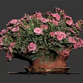 Vibrant Pink Flowers In Ceramic Pot On Red Wooden Tray With Black Background
