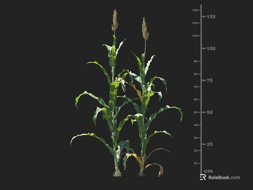 Healthy Corn Plants With Green Leaves Tall Stalks And Height Measurement Scale 3d model 