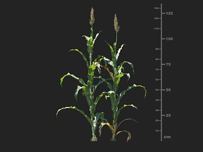 Healthy Corn Plants With Green Leaves Tall Stalks And Height Measurement Scale 3d model
