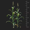 Healthy Corn Plants With Green Leaves Tall Stalks And Height Measurement Scale