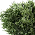 Vibrant Lush Green Evergreen Shrubs With Dense Bushy Foliage For Landscaping